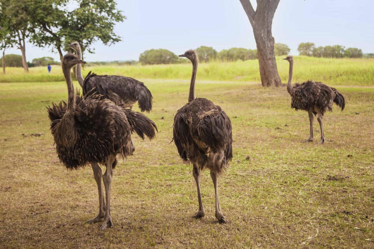 チャミヌカ ロッジ ルサカ エクステリア 写真